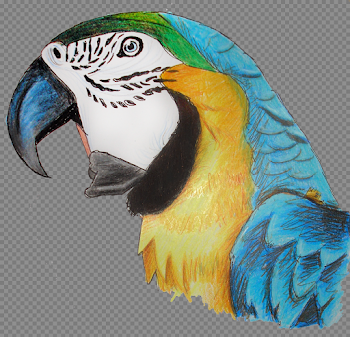 Macaw Parrot PNG Pic