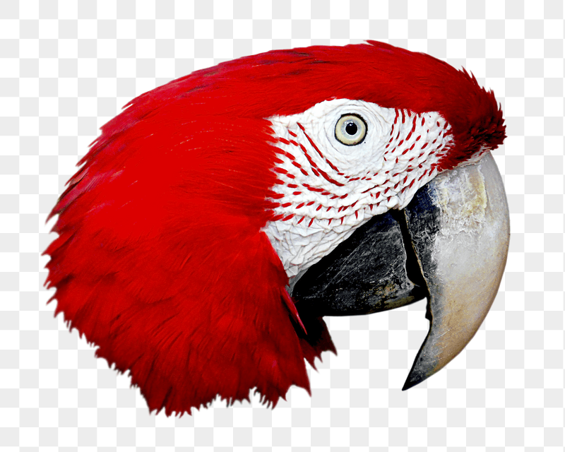 Macaw parrot png sticker, transparent | Free PNG - rawpixel
