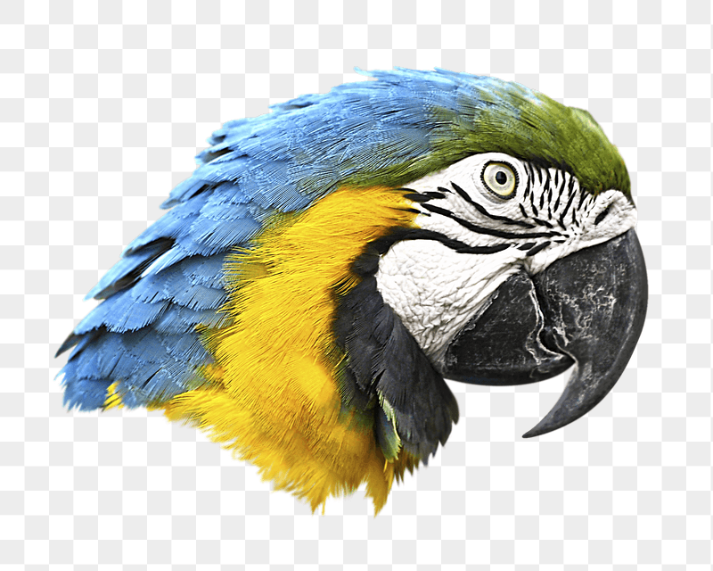 Macaw parrot png sticker, transparent | Free PNG - rawpixel