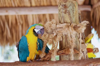 Macaw Perching Beside Rope