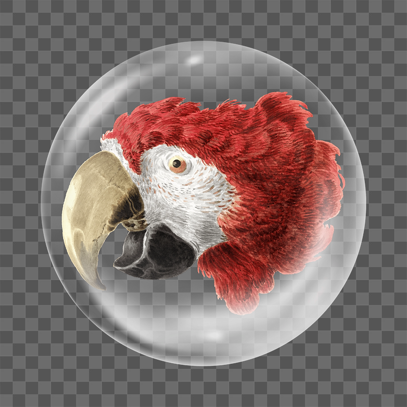 Macaw png bird sticker, bubble | Free PNG - rawpixel