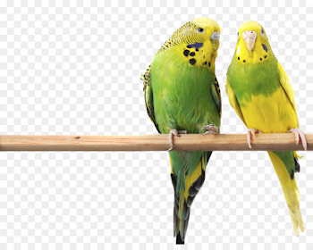 macaw png download - 950*743 - Free Transparent Budgerigar png ...