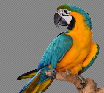 Macaw Transparent Image