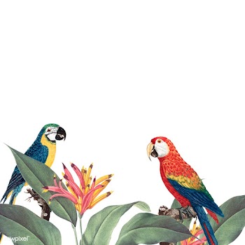 Macaw tropical foliage mockup illustration | Free stock vector - 554656