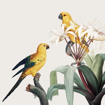 Macaw tropical illustration Free Psd