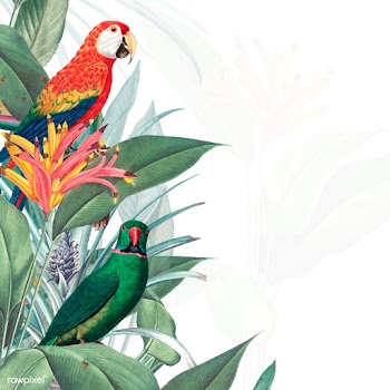 Macaw tropical mockup illustration | Free stock vector - 554820