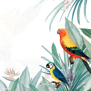 Macaw tropical mockup illustration | Free stock vector - 554822