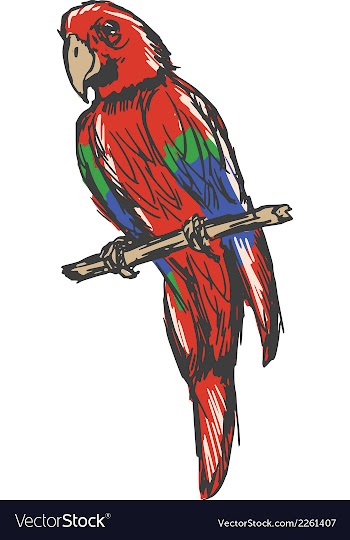 Macaw vector image