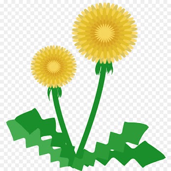 Machilus thunbergii Illustration Doodle Image Green -  