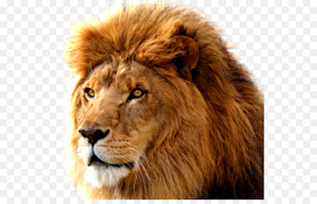 Macintosh Mac OS X Lion macOS Operating system - Lions head png ...