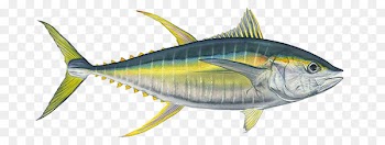 Mackerel Bigeye tuna Yellowfin tuna Albacore Fishing - Ahi Tuna Transparent Background 