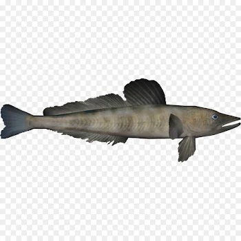 Mackerel icefish Channichthyidae Animal Zoo Tycoon 2 - others 