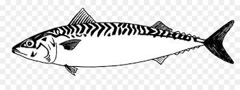 Mackerel Line art Fish Drawing - mackerel 