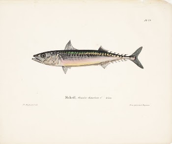 Mackerel, male, 1836 - 1857, | Free Photo - rawpixel