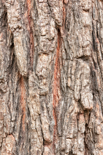 Macro Close-up of Rugged Tree Bark