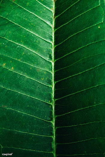 Macro leaf pattern | Free stock photo - 555876