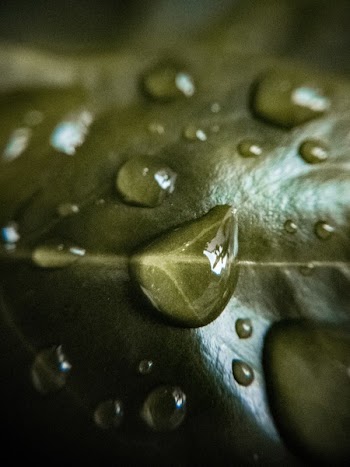 Macro-lens Photography of Water on Leaf