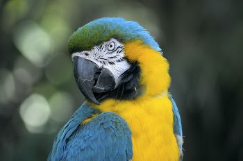 Macro of a parrot with vibrant | Free Photo - rawpixel