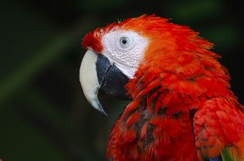 Macro of a red parrot | Free Photo - rawpixel