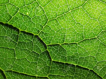 Macro On Leaf Texture Stock Photo, Picture And Royalty Free Image ...