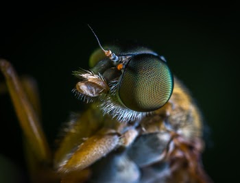 Macro Photo of a Brown Fly