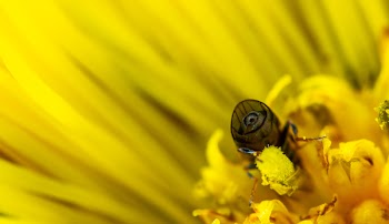 Macro Photo of Bee on Yellow Daisy