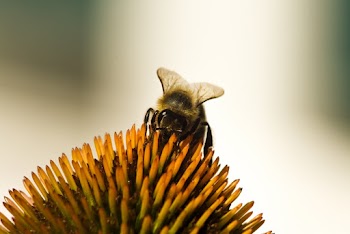 Macro Photo of Bee Perched On Flower