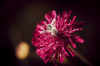 Macro Photo Of Bee Perched On Pink Flower