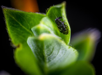 Macro Photo of Black and White Weevil on Green Leaf Plant