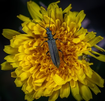 Macro Photo of Black Blister Beetle on Yellow Flower
