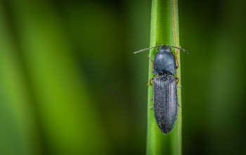 Macro Photo of Black Common Ground Beetle