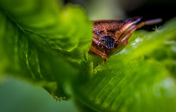 Macro Photo of Brown Triangular Head Spider on Green Leaf Plant
