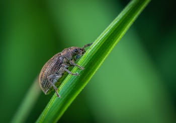 Macro Photo of Brown Weevil Perched on Green Leaf