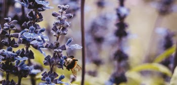 Macro Photo of Bumblebee Perched on Purple Flower