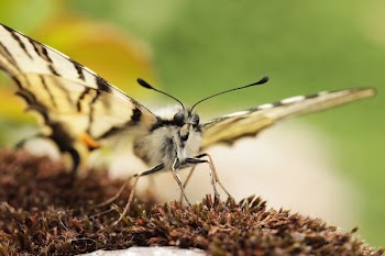 Macro Photo of Eastern Tiger Swallowtail Butterfly on Brown Plant