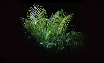 Macro Photo of Fern Plant