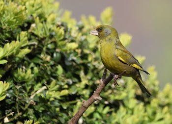 Macro Photo of Green Bird Perched on Tree Branch