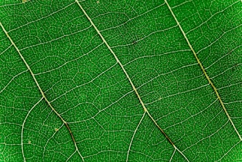 Macro Photo of Green Leaf
