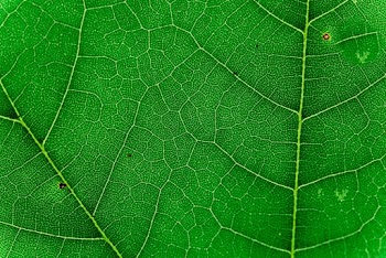 Macro Photo of Green Leaf