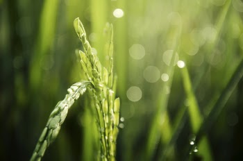 Macro Photo of Green Plant