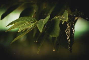 Macro Photo Of Leaves