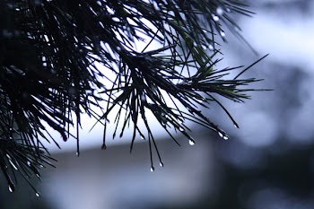 Macro Photo of Leaves With Water Droplets