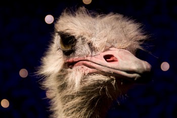 Macro Photo of Ostritch