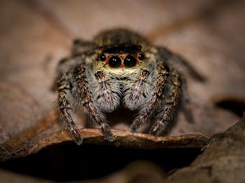 Macro Photo of Phidippus Audax