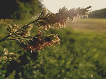 Macro Photo Of Plant