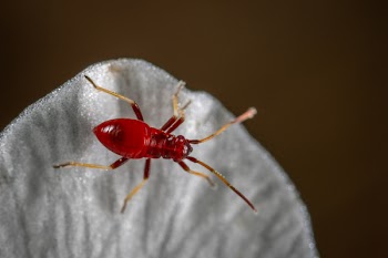 Macro Photo of Red Assassin Bug on White Textile