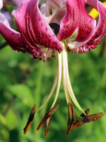 Macro Photo of Red Flower in Bloom during Daytime