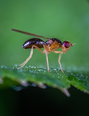 Macro Photo Of Robber Fly On Green Leaf