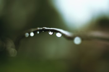 Macro Photo of Water Droplet on Branch