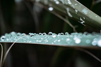 Macro Photo of Water Drops On Leaf
